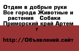 Отдам в добрые руки  - Все города Животные и растения » Собаки   . Приморский край,Артем г.
